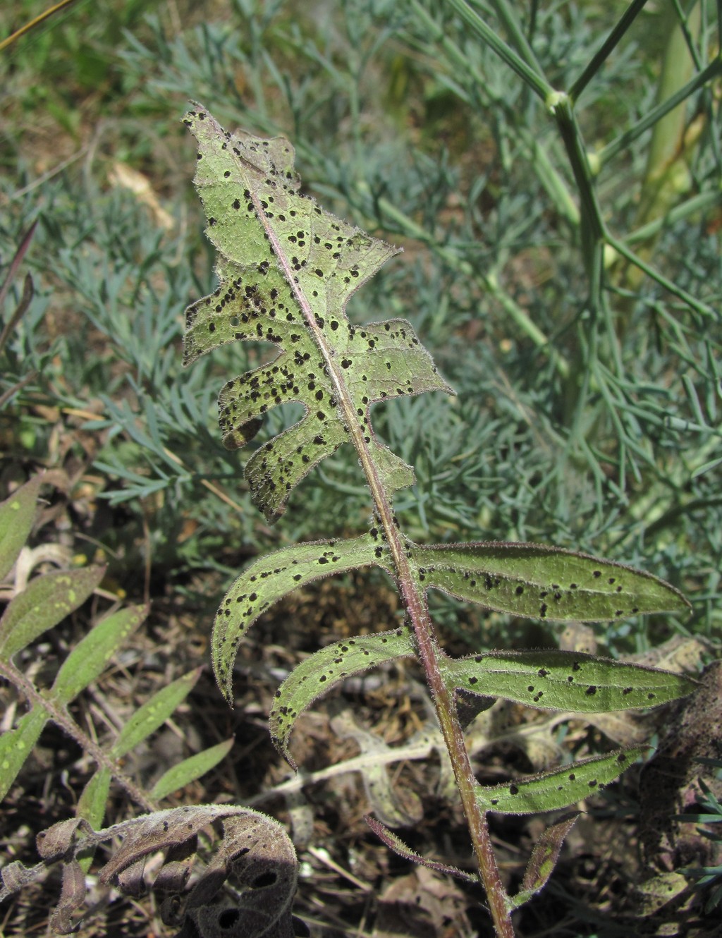 Image of Klasea radiata specimen.