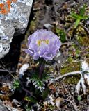 Trollius lilacinus. Цветущее растение. Алтай, Кош-Агачский р-н, долина р. Аккаллу-Озек, ≈ 2700 м н.у.м., горная тундра. 17.06.2019.