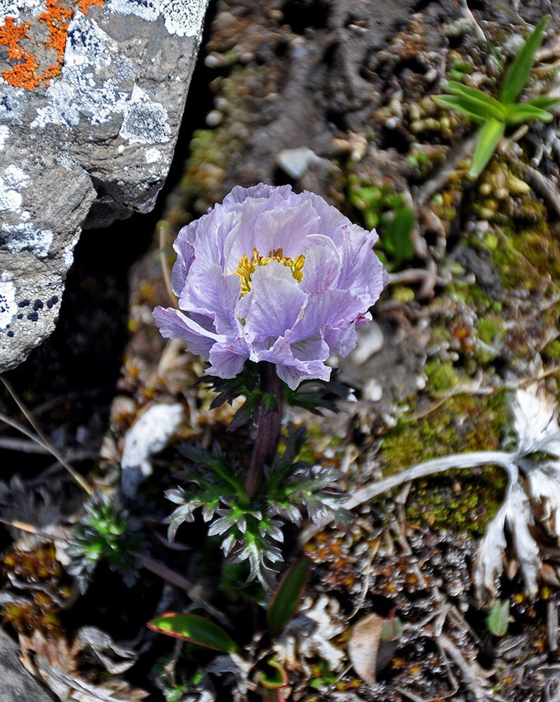 Изображение особи Trollius lilacinus.