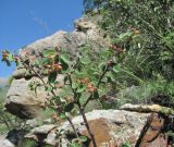 род Cotoneaster. Верхушка ветви с незрелыми плодами. Кабардино-Балкария, Эльбрусский р-н, окр. с. Былым, ок. 1250 м н.у.м., каменистый склон. 03.07.2019.