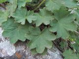 Alchemilla orthotricha