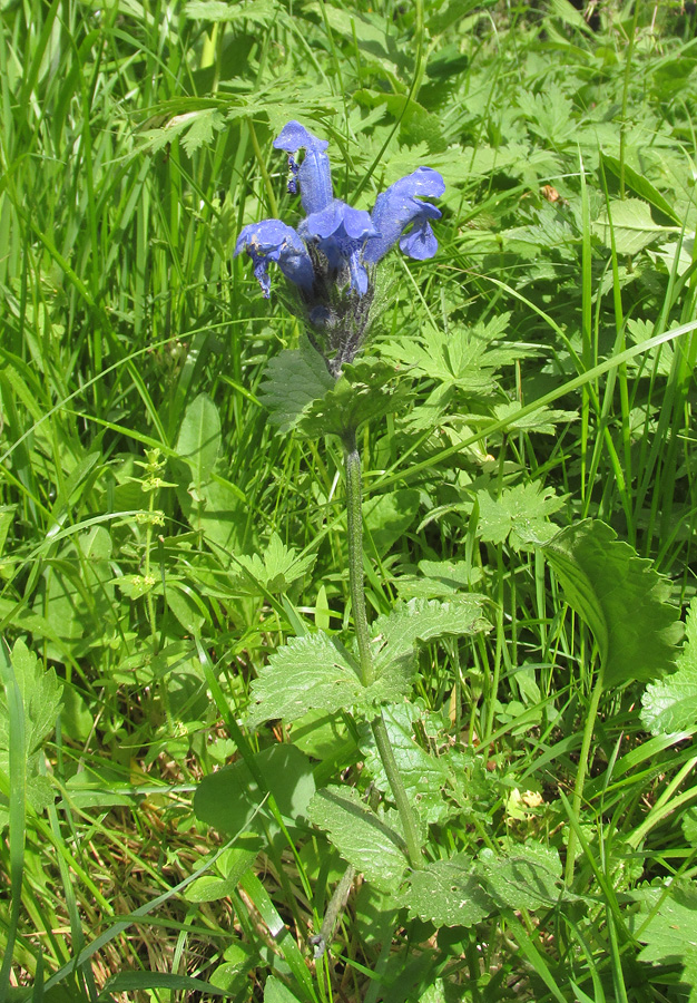 Image of Dracocephalum grandiflorum specimen.