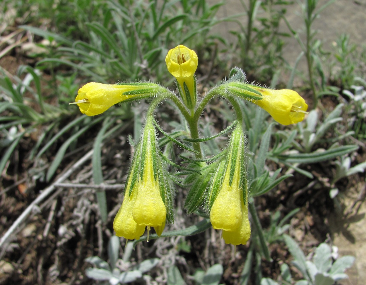 Изображение особи Onosma caucasica.