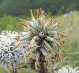 Echinops sphaerocephalus