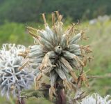 Echinops sphaerocephalus. Отцветшее соцветие. Краснодарский край, окр. г. Новороссийск, хр. Маркотх, пер. Андреевский, нагорная степь. 07.08.2019.