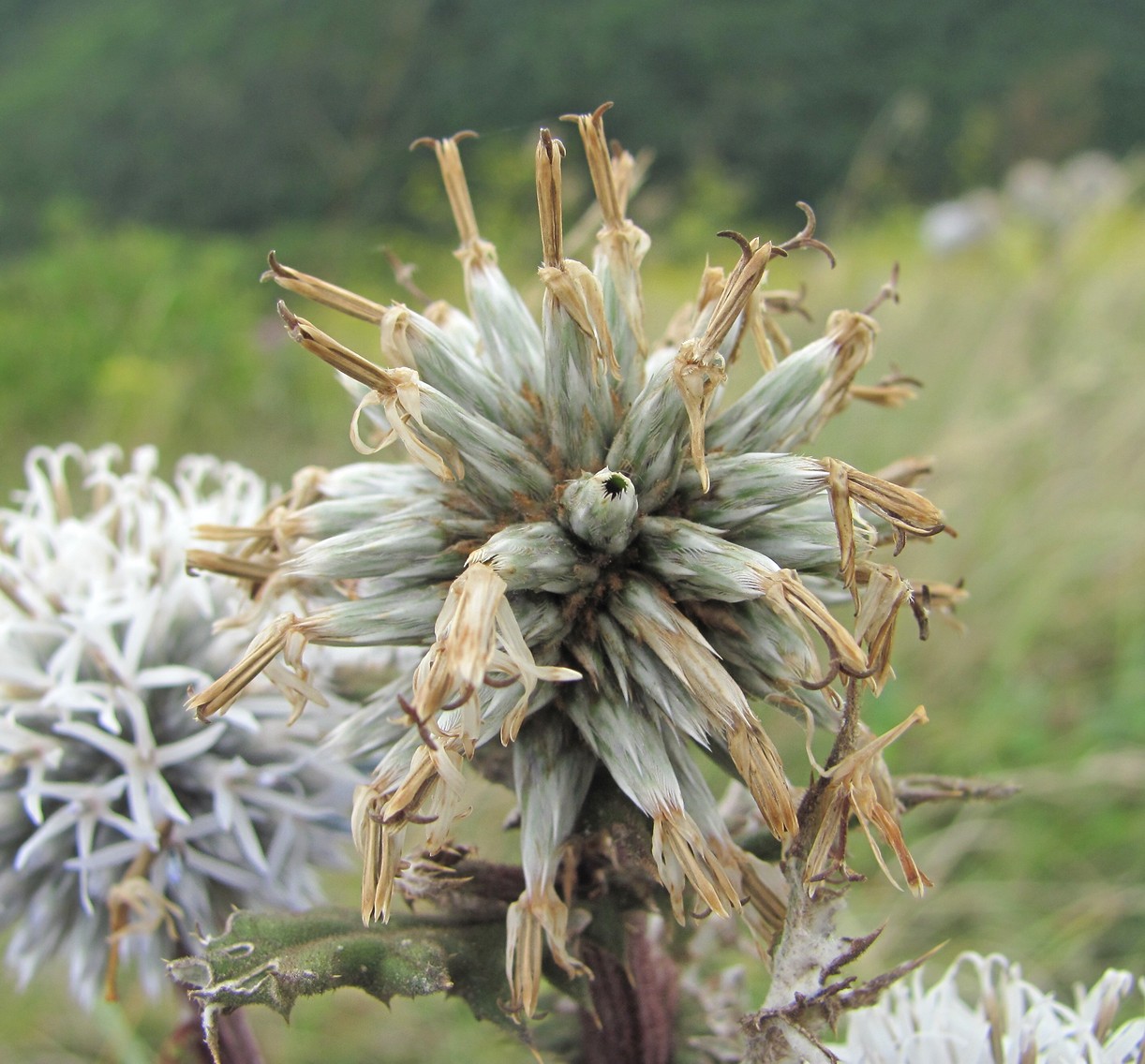 Изображение особи Echinops sphaerocephalus.