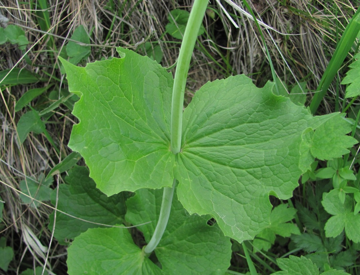 Изображение особи Valeriana alliariifolia.
