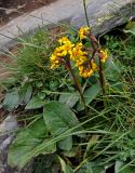 Ligularia sibirica. Цветущее растение. Башкирия, Белорецкий р-н, гора Большой Иремель, ≈ 1500 м н.у.м., горная тундра. 30.07.2019.