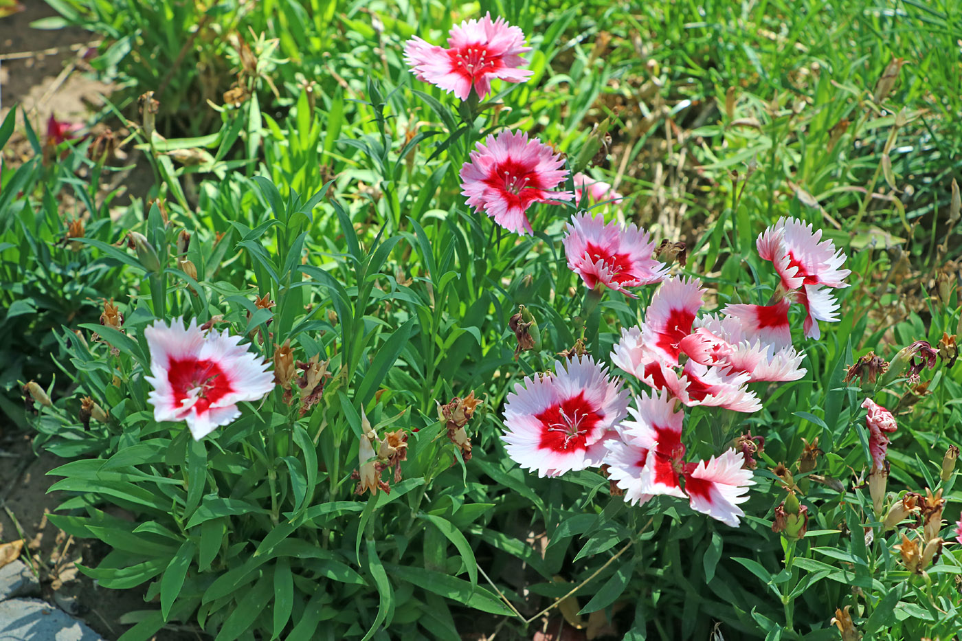 Изображение особи Dianthus chinensis.