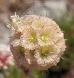 Lomelosia isetensis. Соплодие. Татарстан, г. Бавлы, каменистый склон. 23.07.2010.