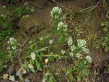 Cochlearia officinalis