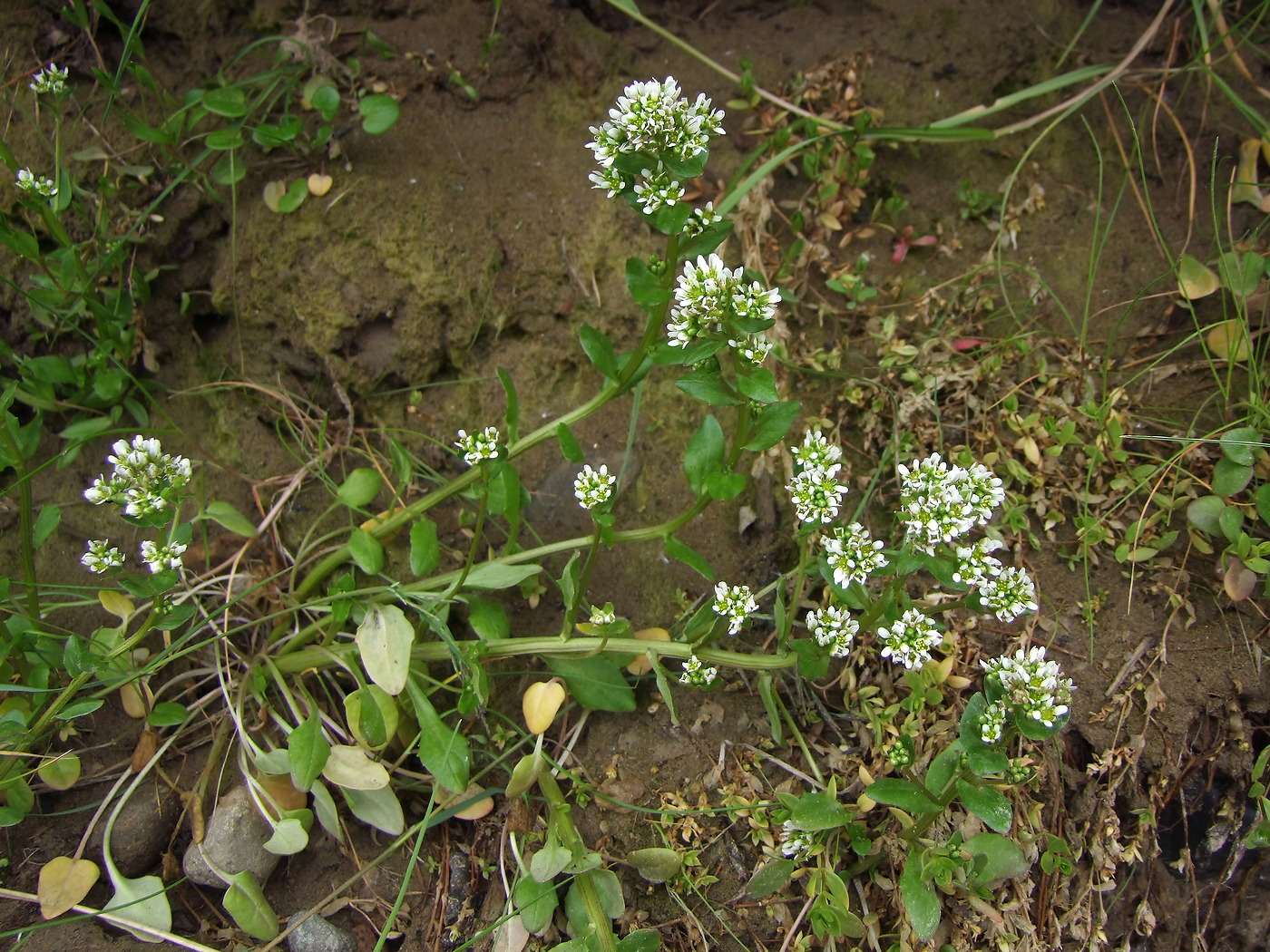 Image of Cochlearia officinalis specimen.