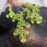 Ptilidium pulcherrimum