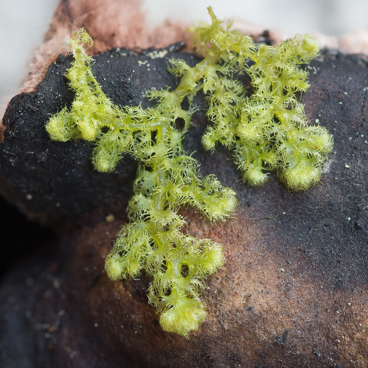 Image of Ptilidium pulcherrimum specimen.