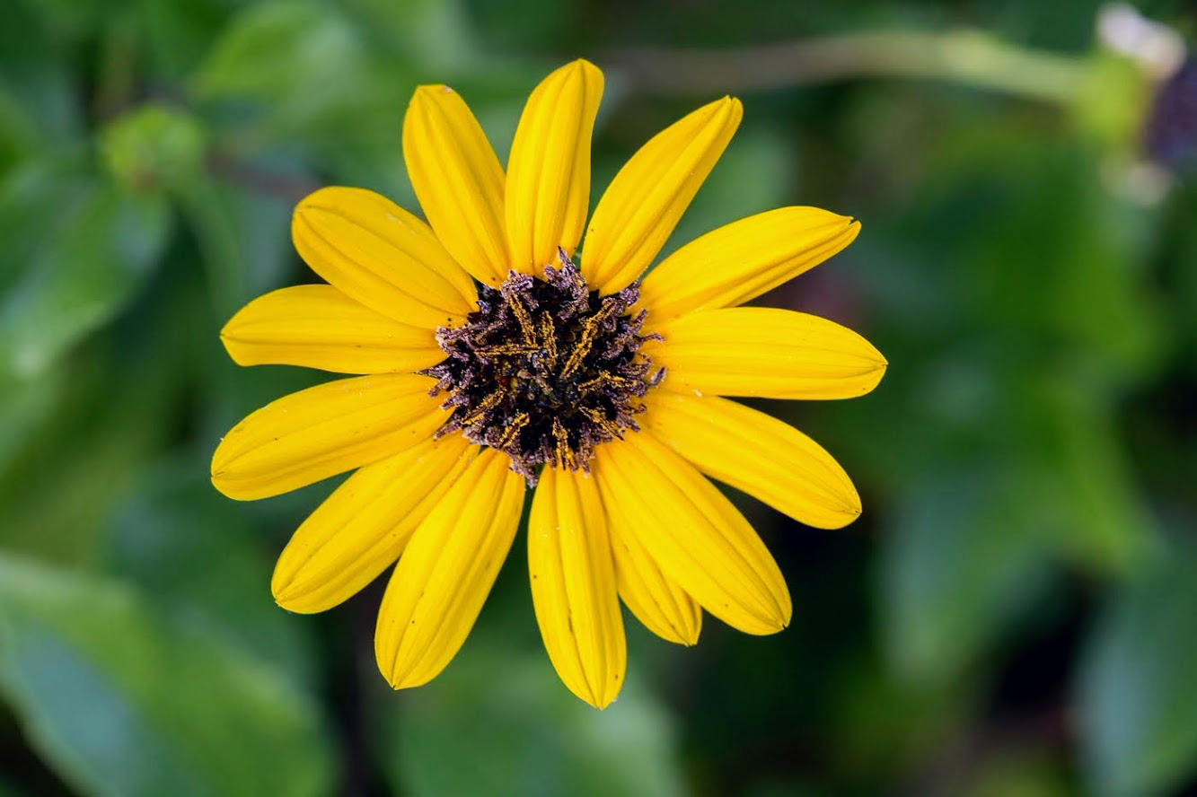 Изображение особи Helianthus debilis.