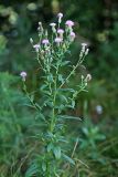 Cirsium setosum