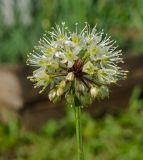 Allium microdictyon