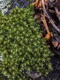 Hedwigia ciliata