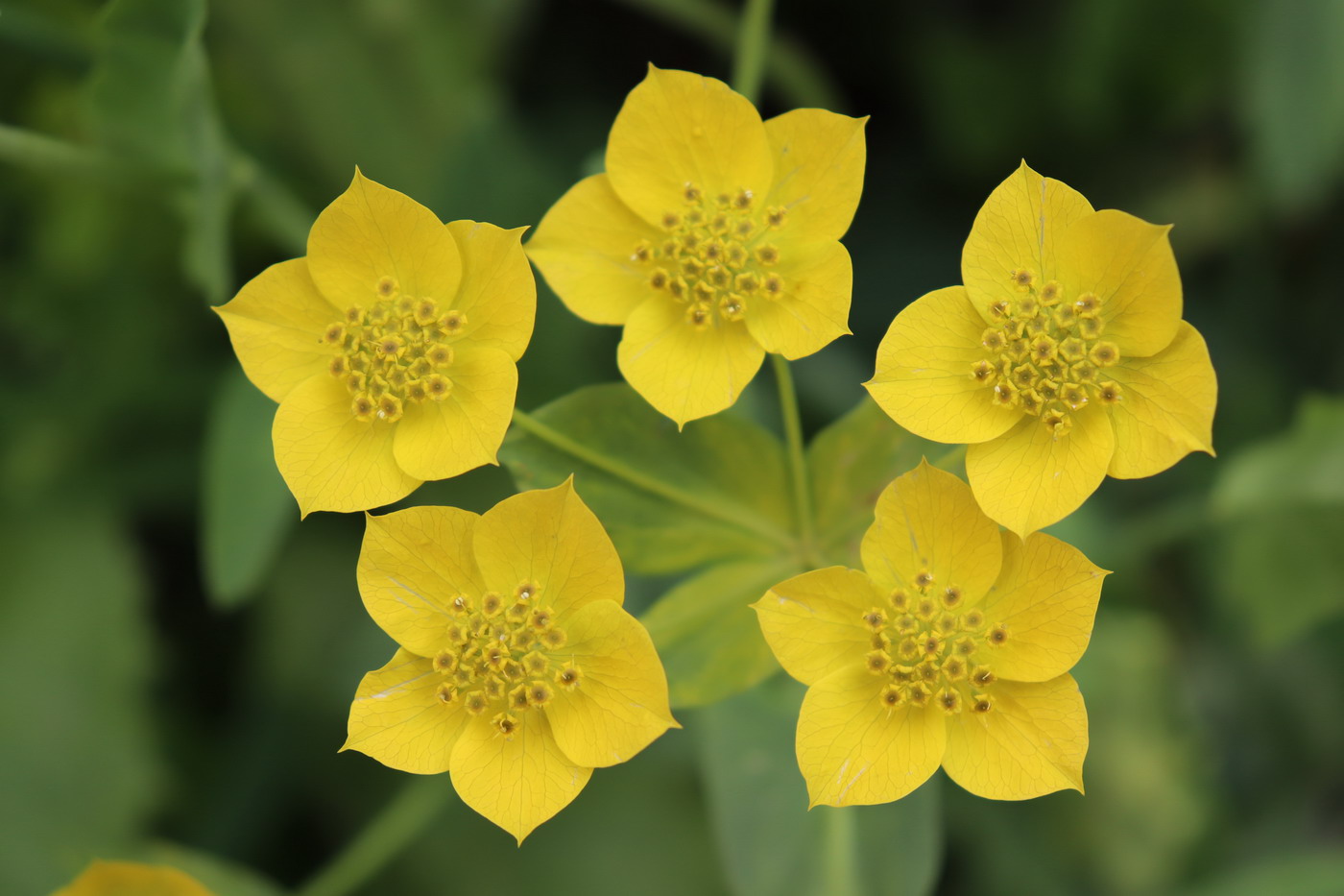 Image of Bupleurum aureum ssp. porfirii specimen.