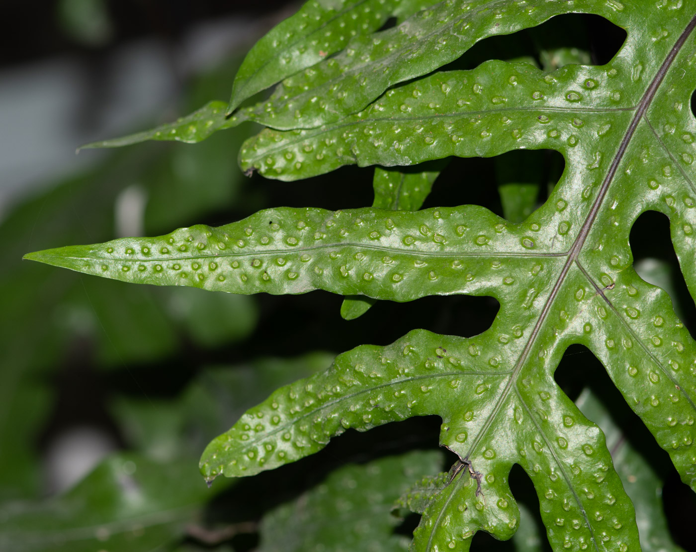 Изображение особи семейство Polypodiaceae.