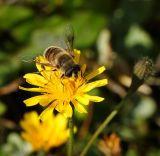 Scorzoneroides autumnalis