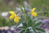 Thermopsis alpina