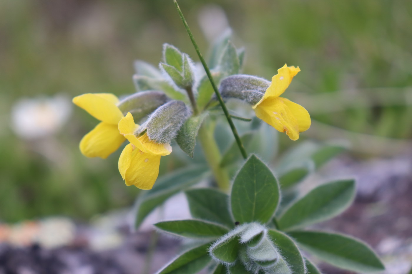 Изображение особи Thermopsis alpina.