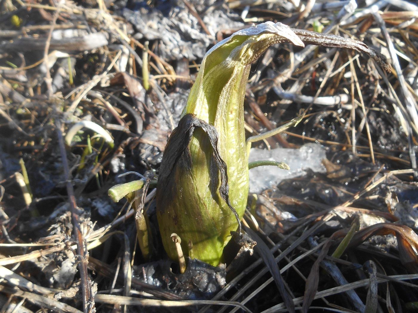 Image of Petasites frigidus specimen.