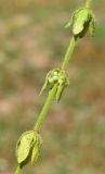 Cruciata pedemontana