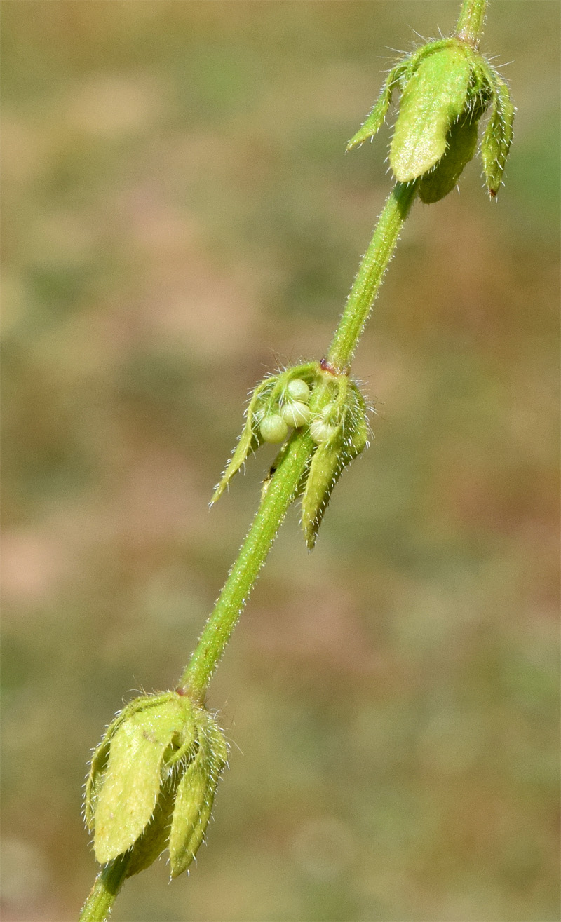 Изображение особи Cruciata pedemontana.