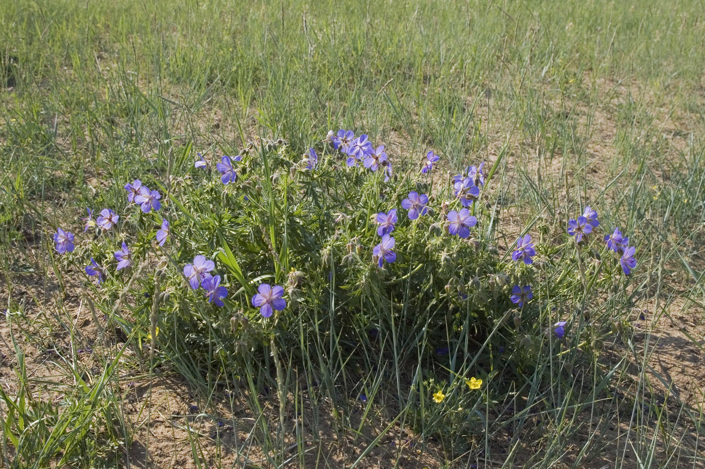 Image of Geranium transbaicalicum specimen.