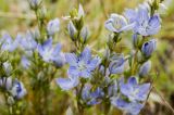 Lomatogonium rotatum