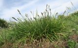 Carex spicata