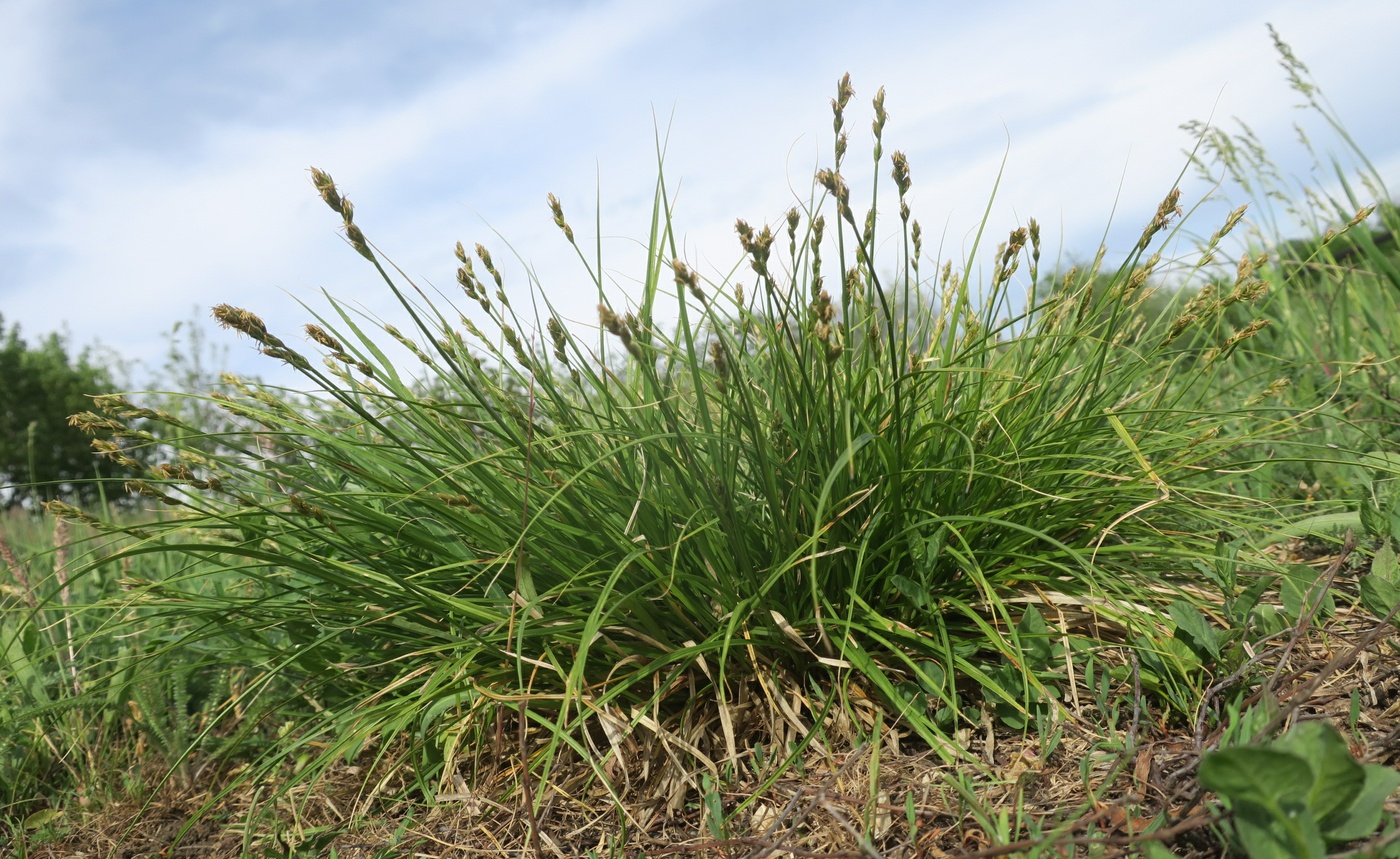 Image of Carex spicata specimen.