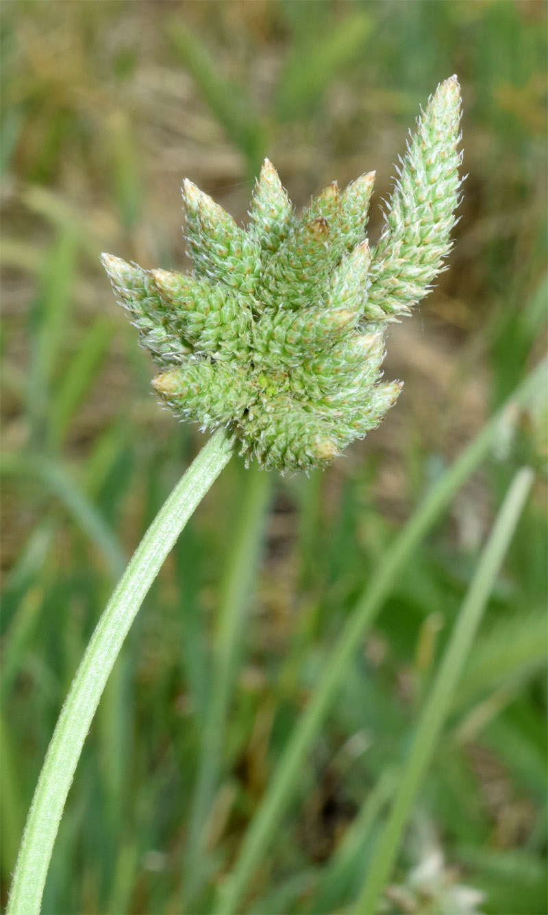 Изображение особи Plantago lanceolata.