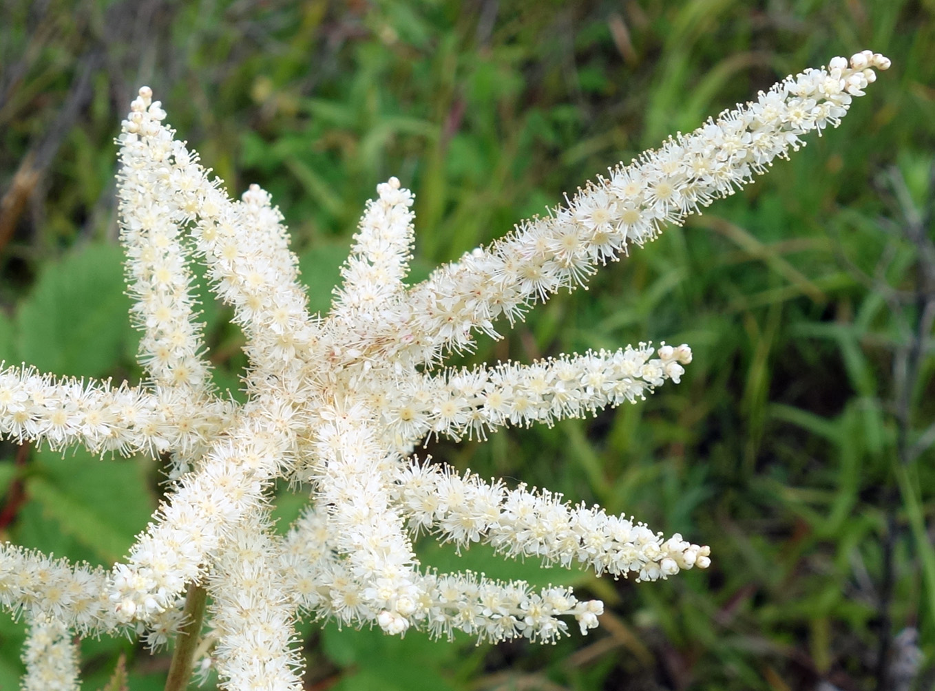 Изображение особи Aruncus dioicus.