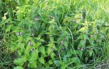 Lamium barbatum