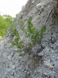 Pimpinella tragium. Вегетирующее растение. Краснодарский край, окр. г. Новороссийск, хр. Маркотх, обрыв у ручья. 31.05.2020.