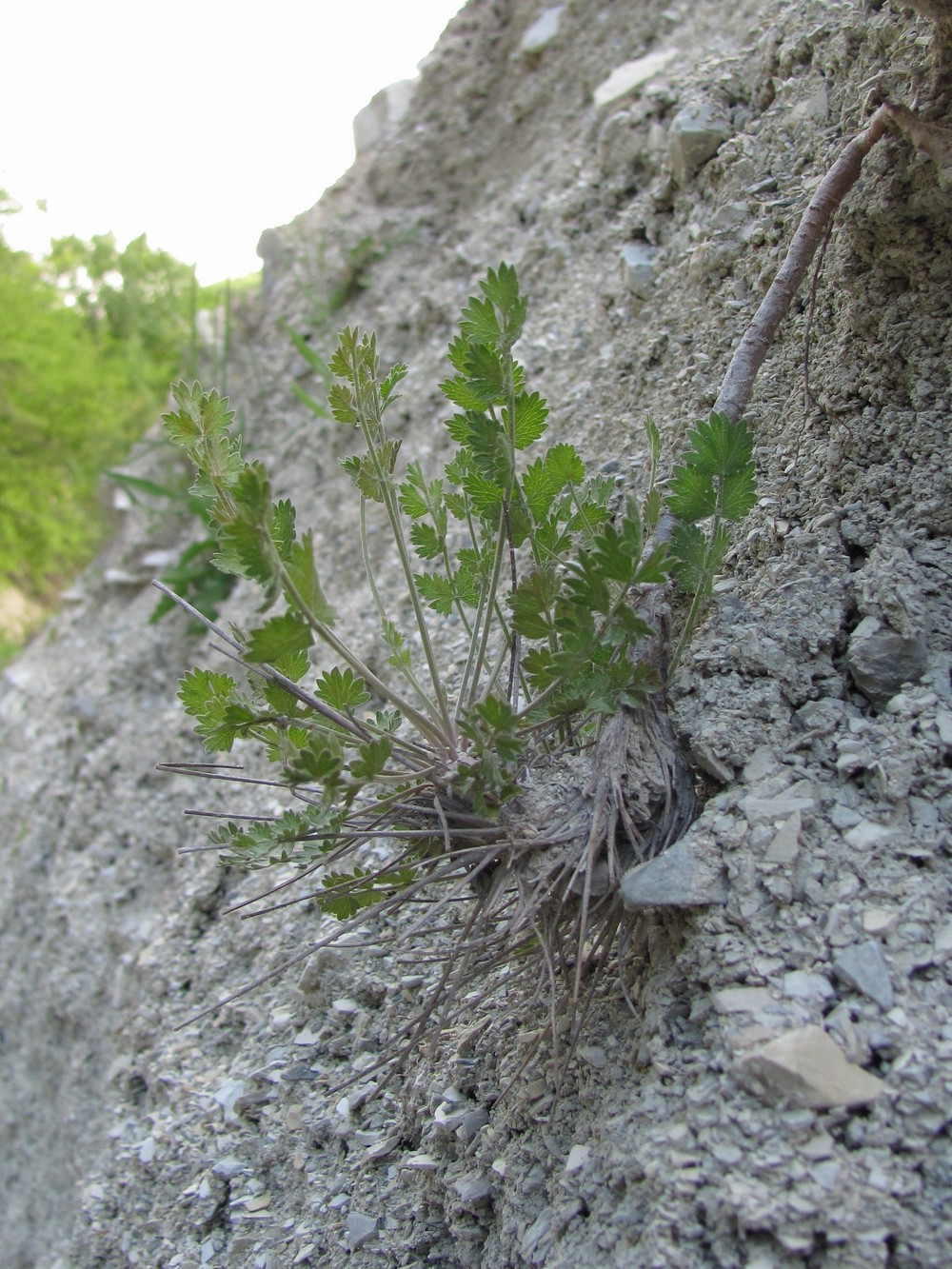 Изображение особи Pimpinella tragium.