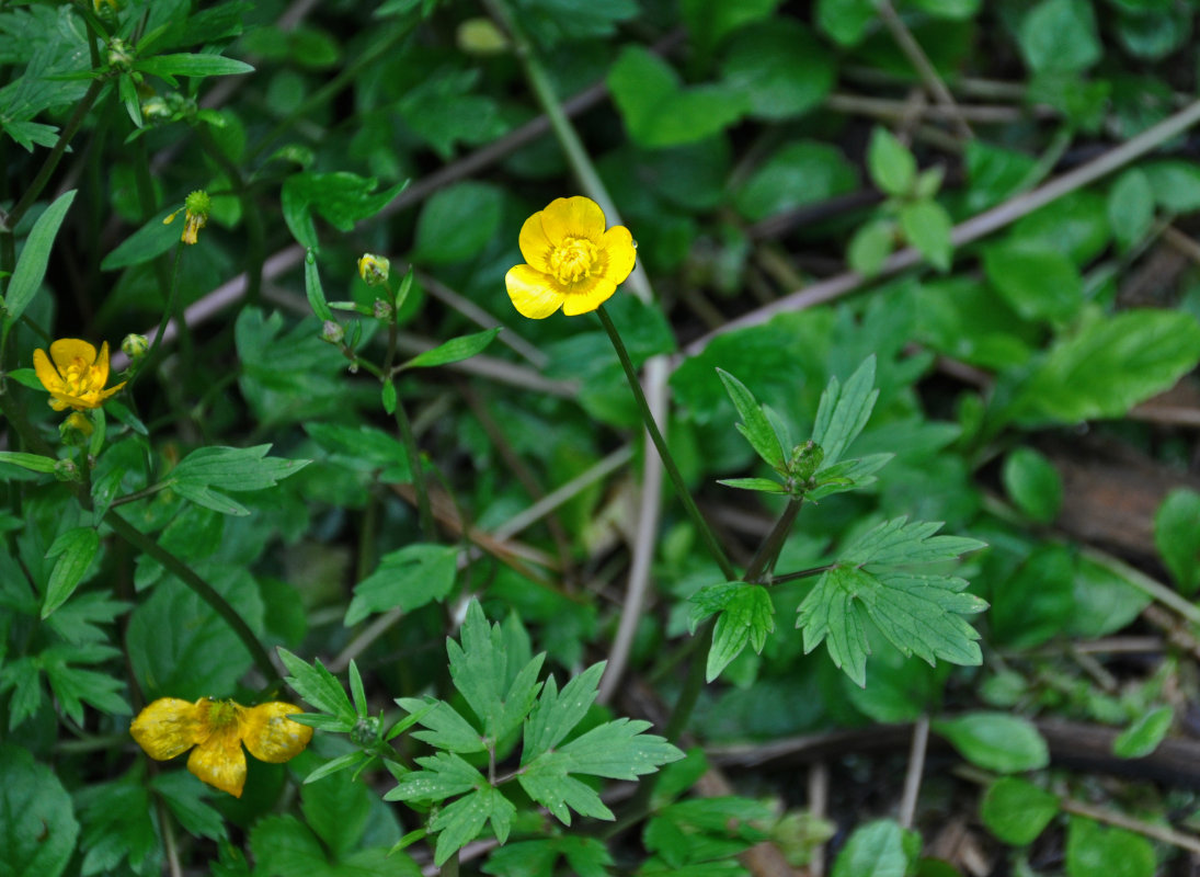 Изображение особи Ranunculus repens.