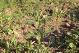 Stachys palustris