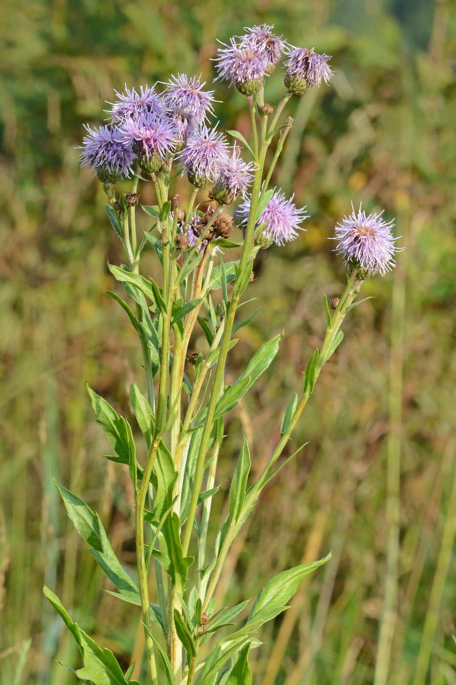 Image of Cirsium arvense specimen.