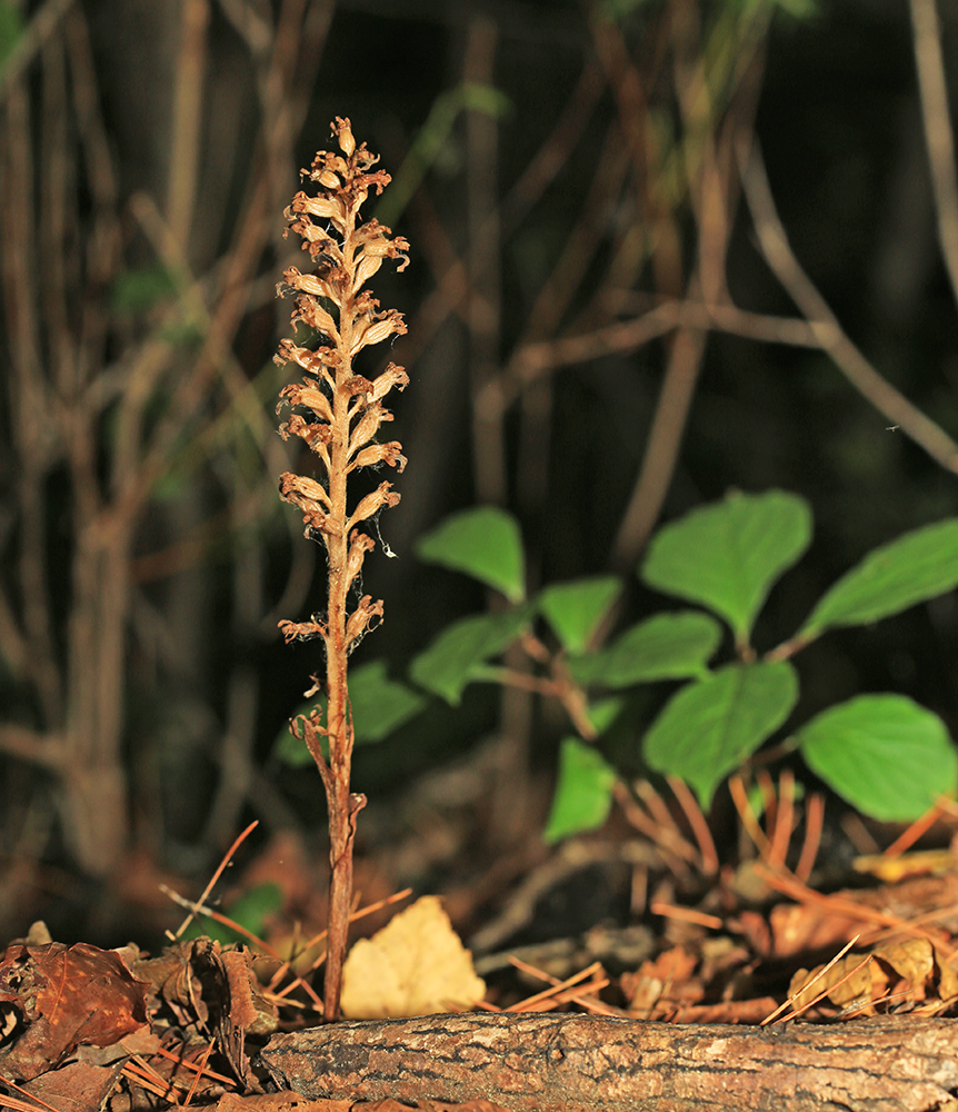 Image of Neottia papilligera specimen.