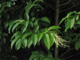 Oxydendrum arboreum. Верхушки ветвей с соцветиями. ФРГ, Нижняя Саксония, Ольденбург, ботанический сад Ольденбургского университета, в культуре. 2 августа 2008 г.