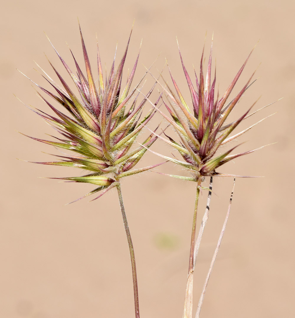 Image of Eremopyrum distans specimen.