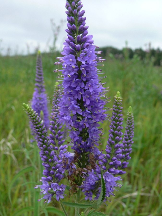 Image of Veronica longifolia specimen.
