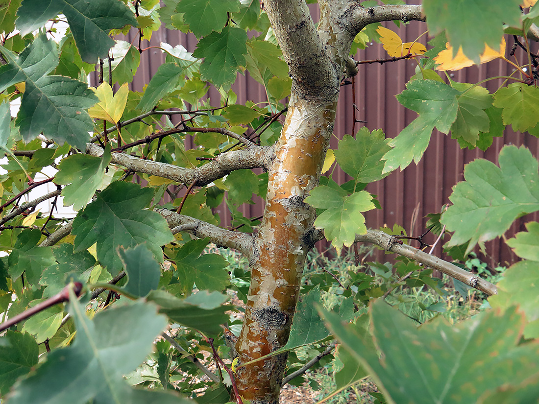 Image of Crataegus maximowiczii specimen.