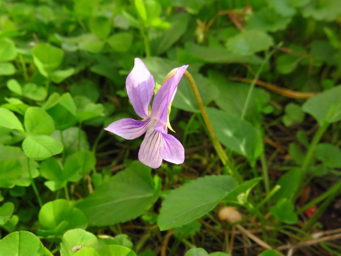 Изображение особи Viola jeniseensis.