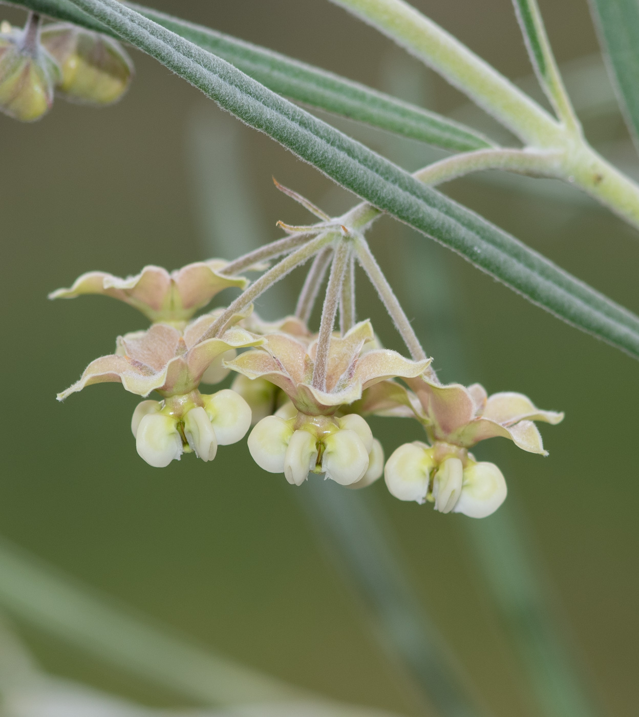 Изображение особи Gomphocarpus tomentosus.