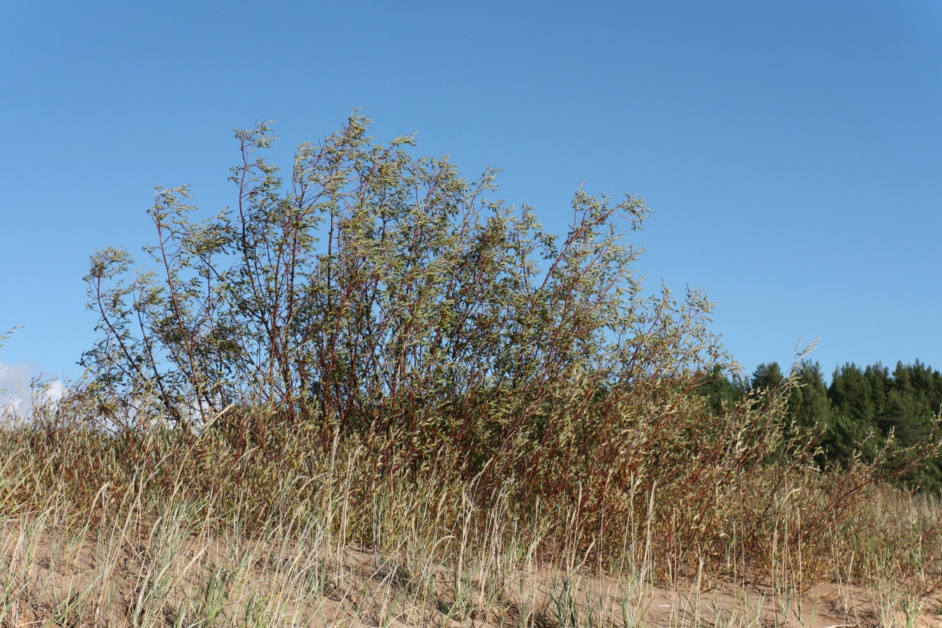 Image of Salix acutifolia specimen.